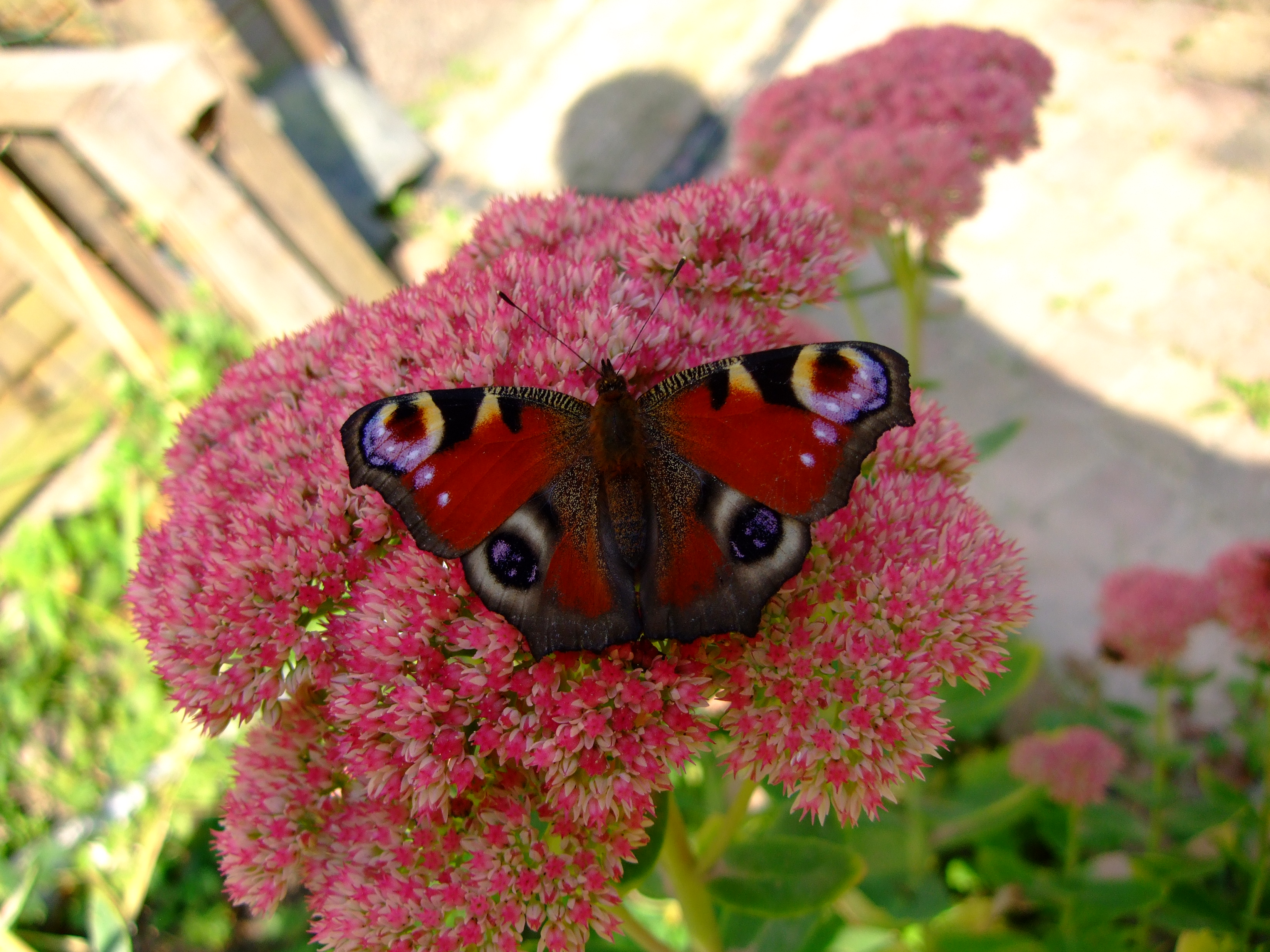 front photo folder natuur_rondom_de_zonnedruppel