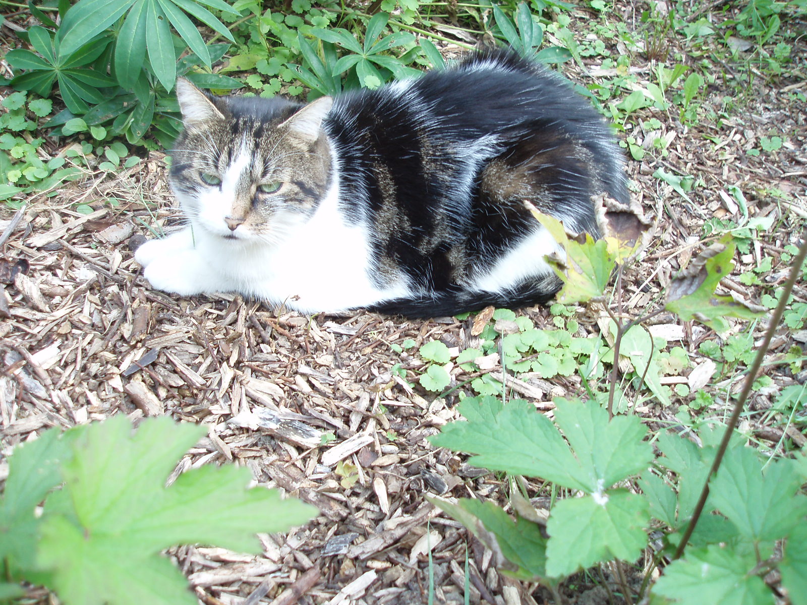 front photo folder natuur_rondom_de_zonnedruppel